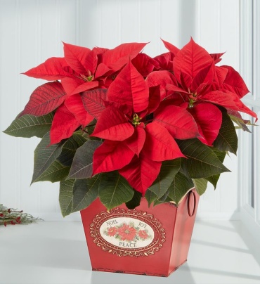 Holiday Traditions Poinsettia