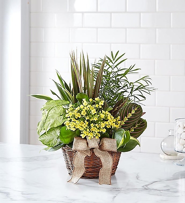 European Dish Garden&trade;