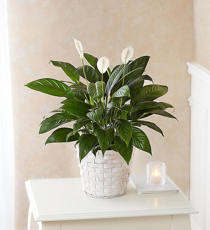 Peace Lily Plant