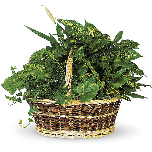 Large Basket Garden