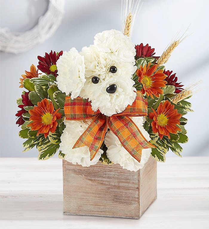 a-DOG-able&reg; for Fall