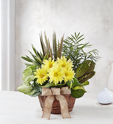 Dish Garden with Fresh Cut Flowers
